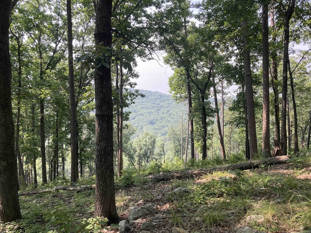 somewhere in the Uwharrie Mountains, 2021 somewhere in the Uwharrie Mountains, 2021